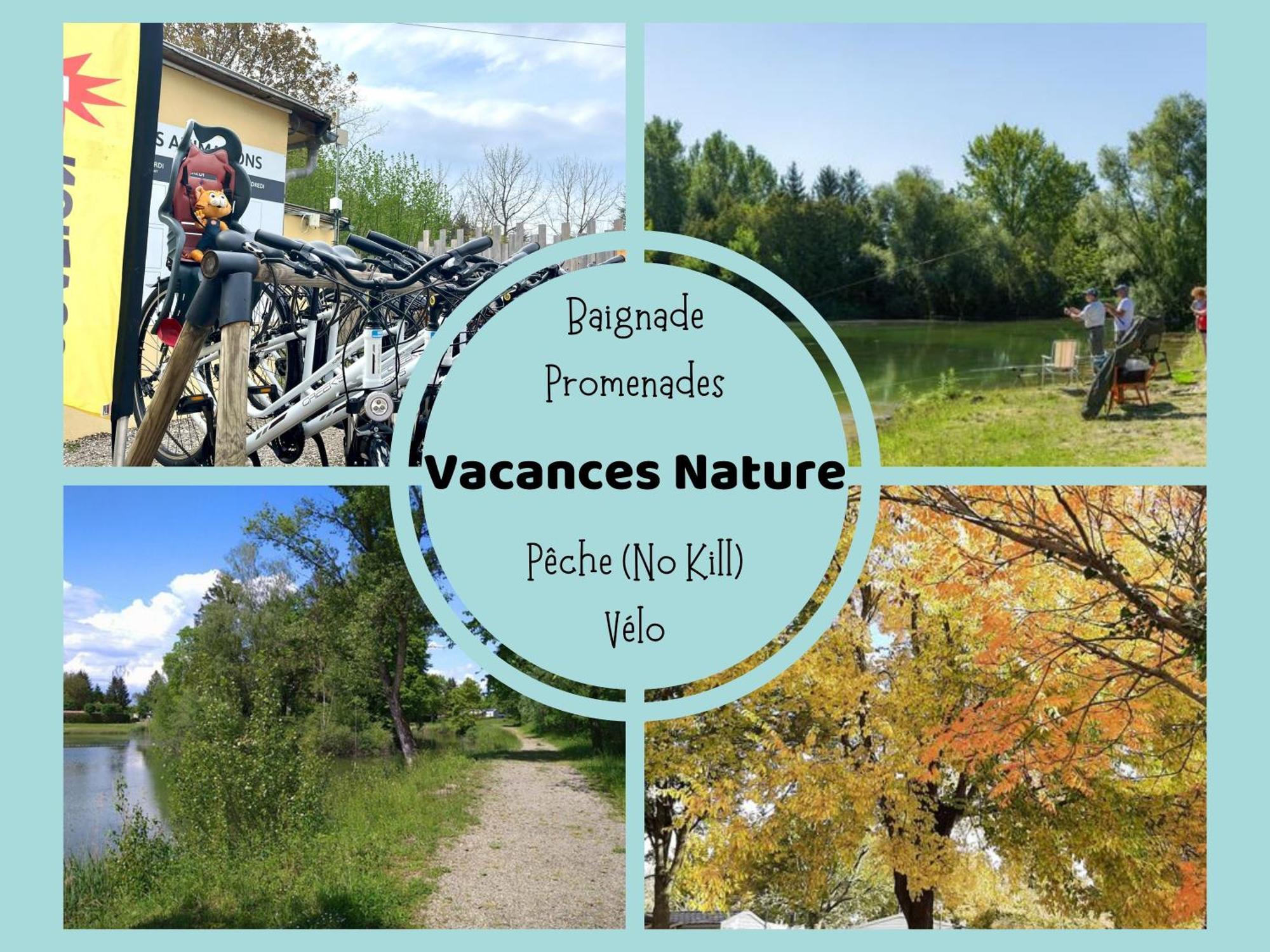 Les Pinots D'Alsace - 3 Bungalows Climatises Avec Tv - Proche Europa Park Boofzheim Buitenkant foto